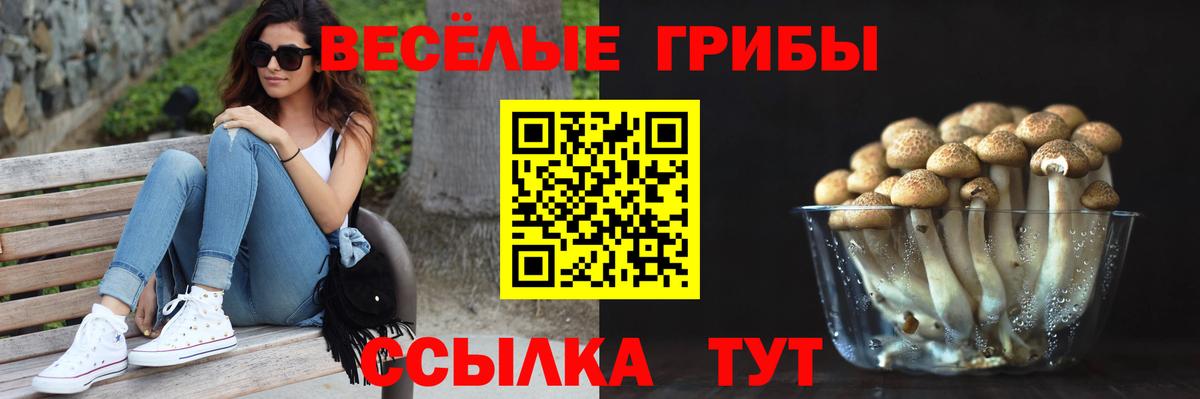 Галлюциногенные грибы Psilocybe  Вход с VPN  Новоалтайск 